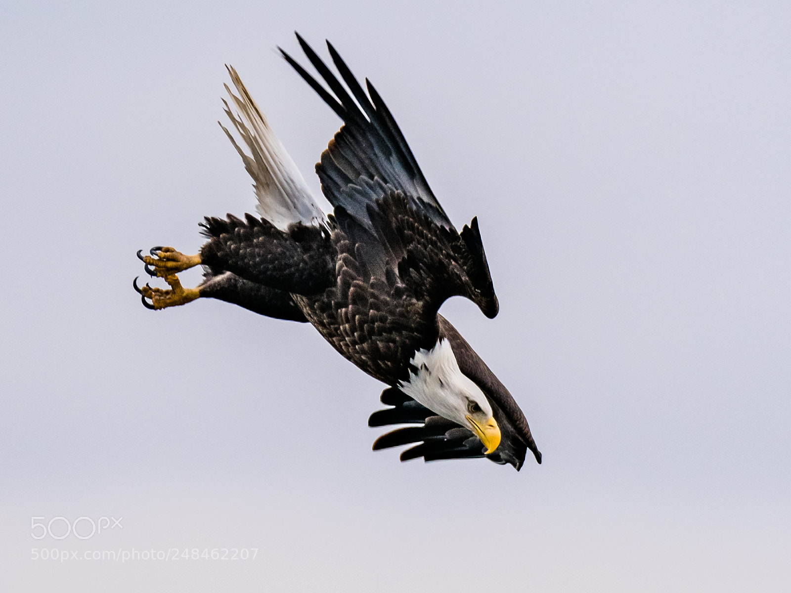 Nikon D850 sample photo. Diving to fish photography