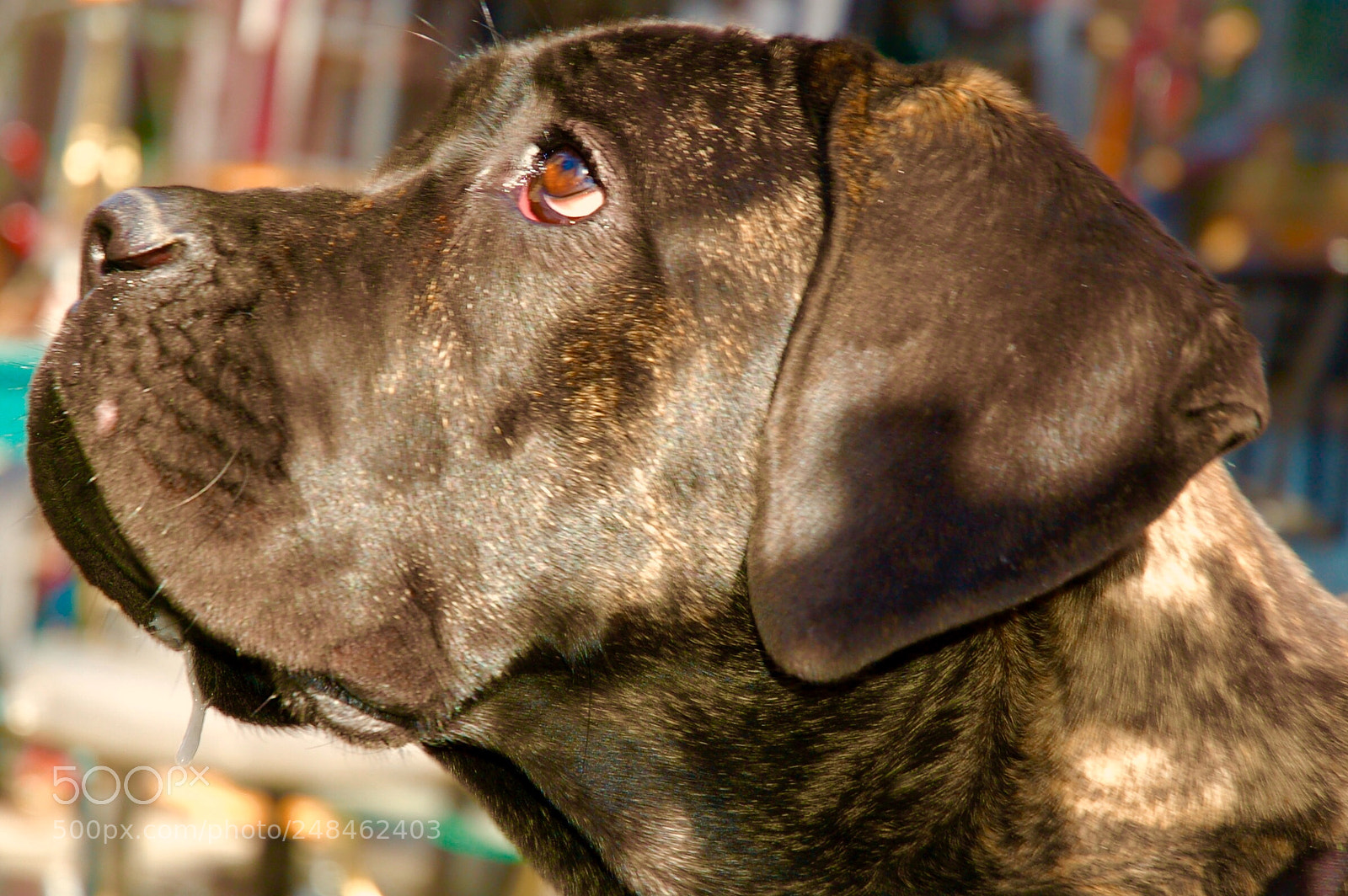 Nikon D50 sample photo. Big dog photography