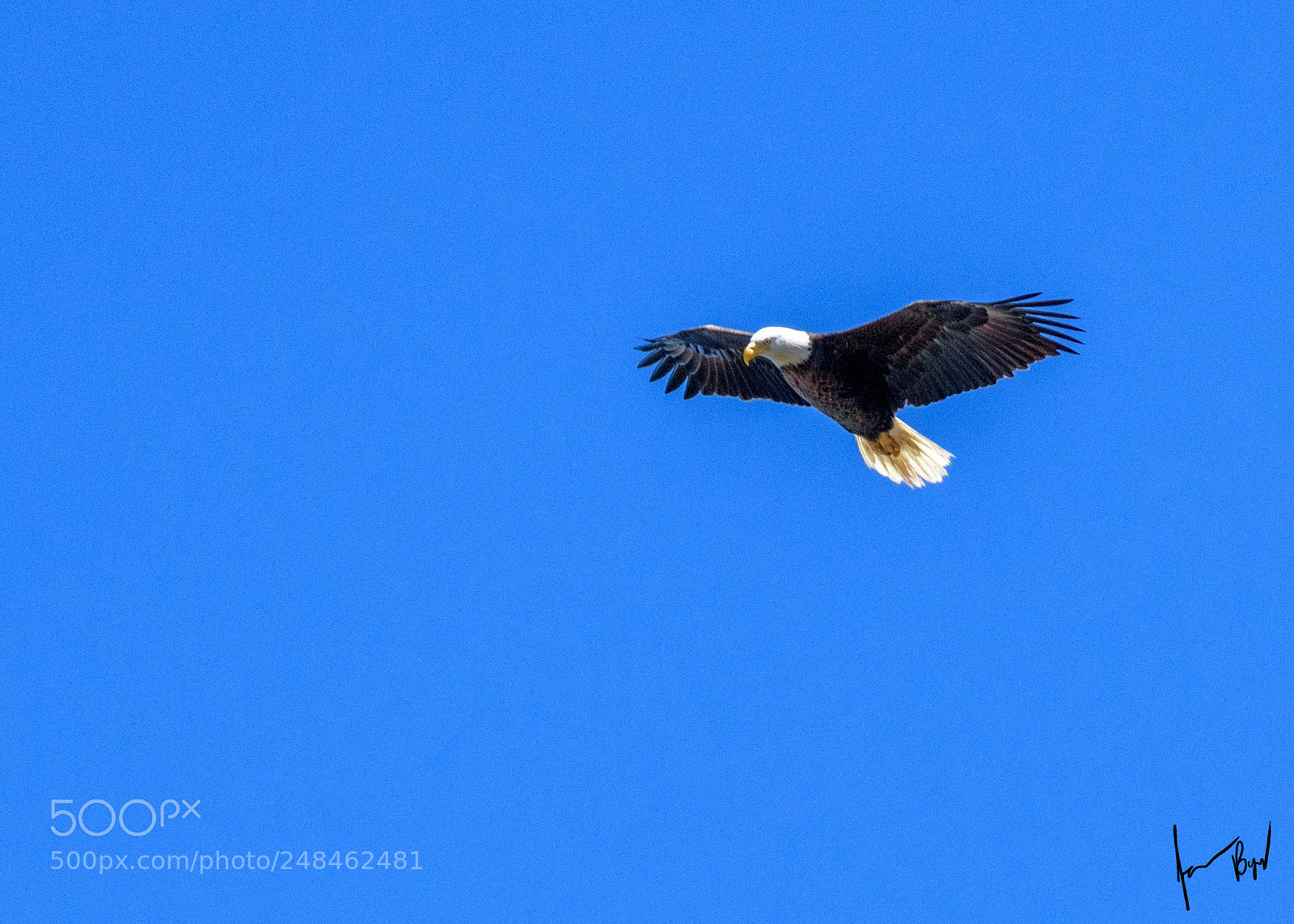 Nikon D5500 sample photo. Bald eagle circling on photography
