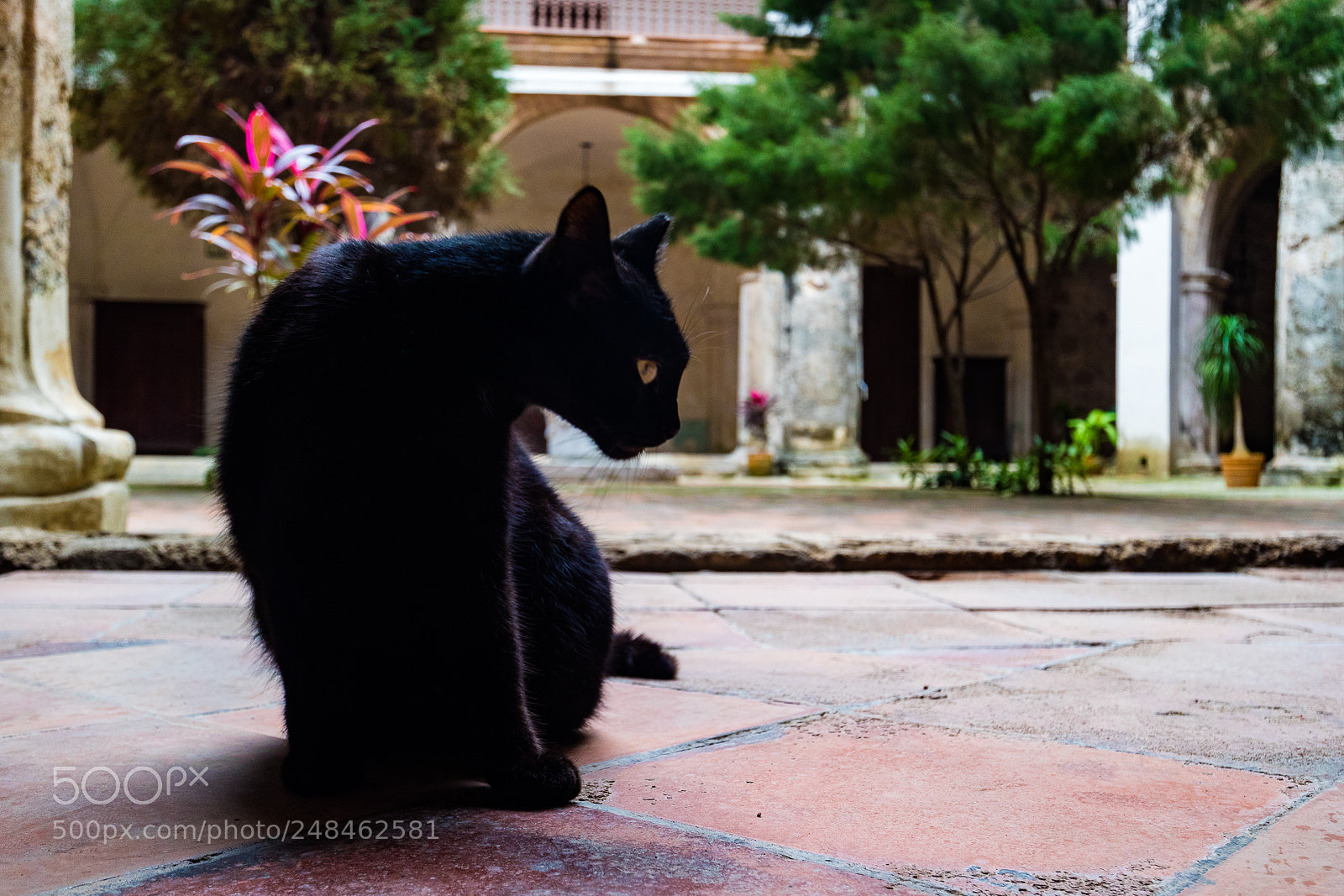 Canon EOS M3 sample photo. Cat photography