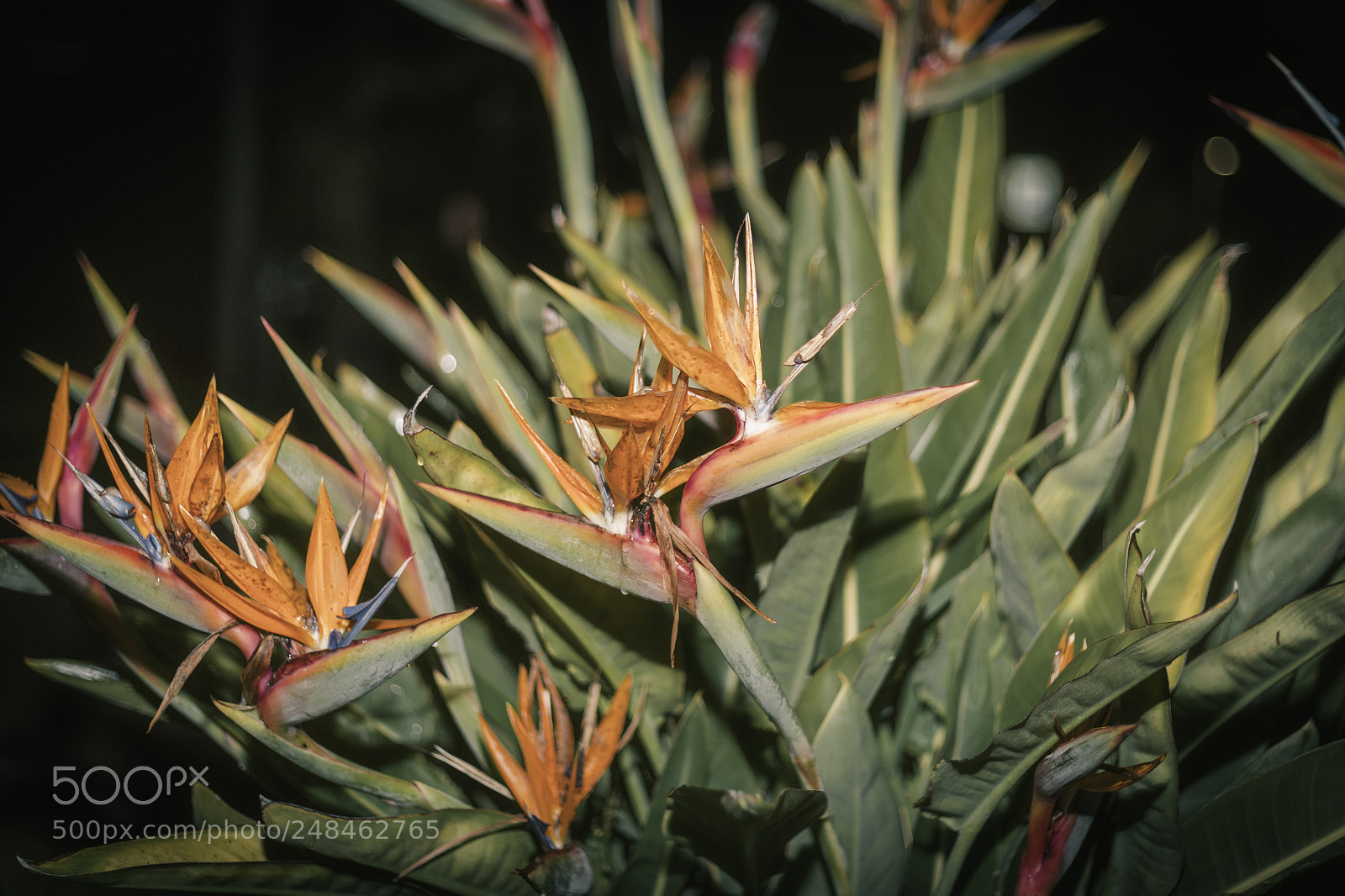 Canon EOS 6D Mark II sample photo. Strelitzia, espinho photography