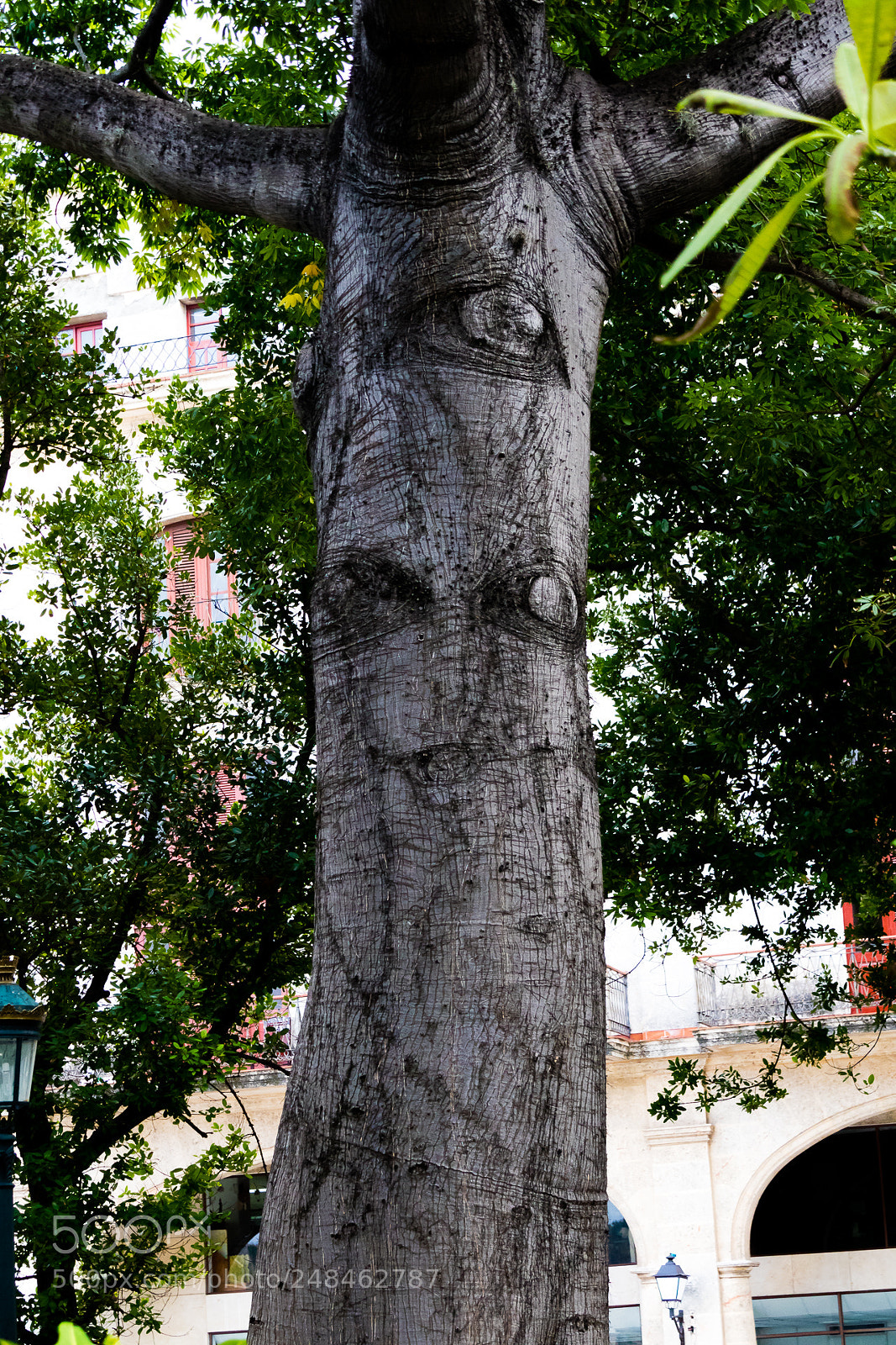 Canon EOS M3 sample photo. Three eyed tree photography