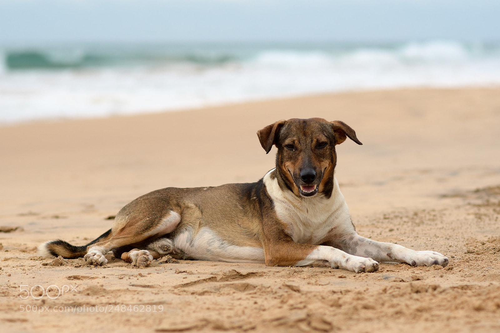 Nikon D7500 sample photo. Dog on the beach photography