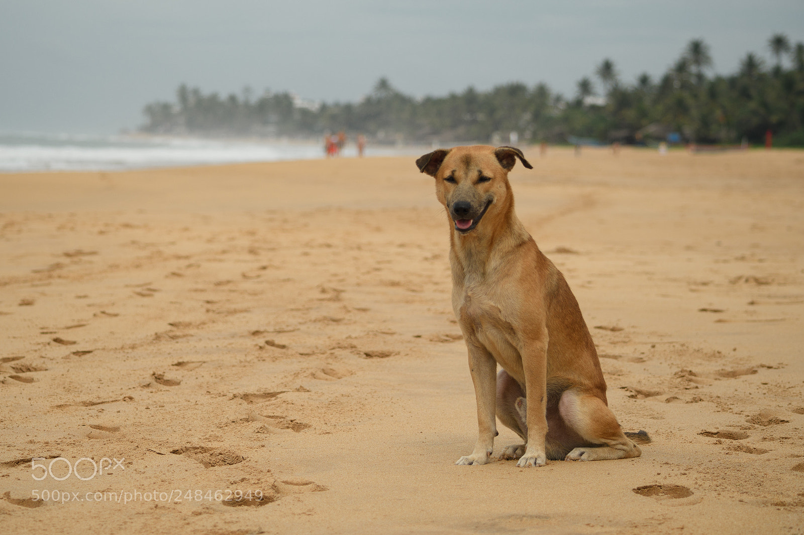 Nikon D7500 sample photo. Dog on the beach photography