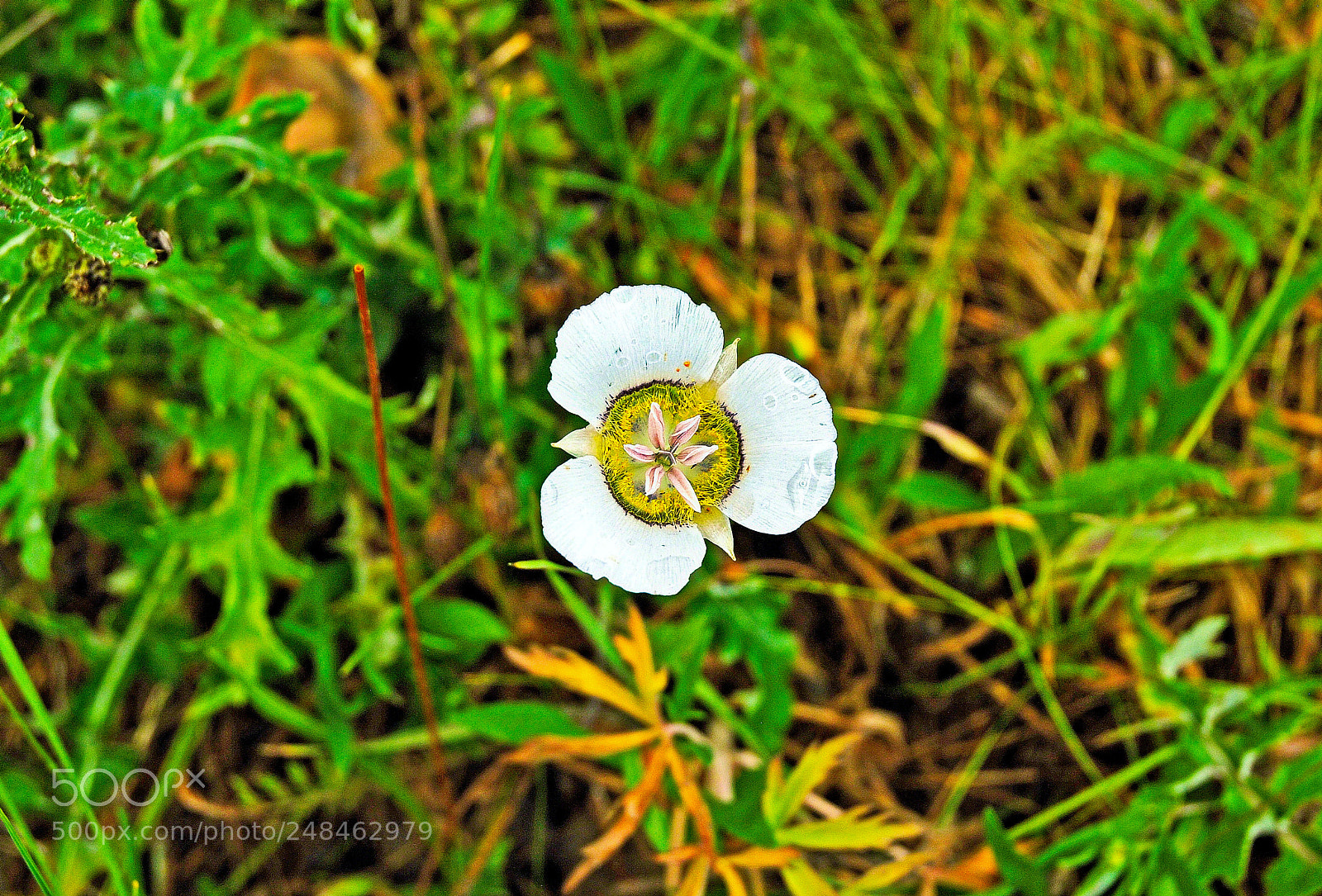 Nikon D200 sample photo. Forest flower photography