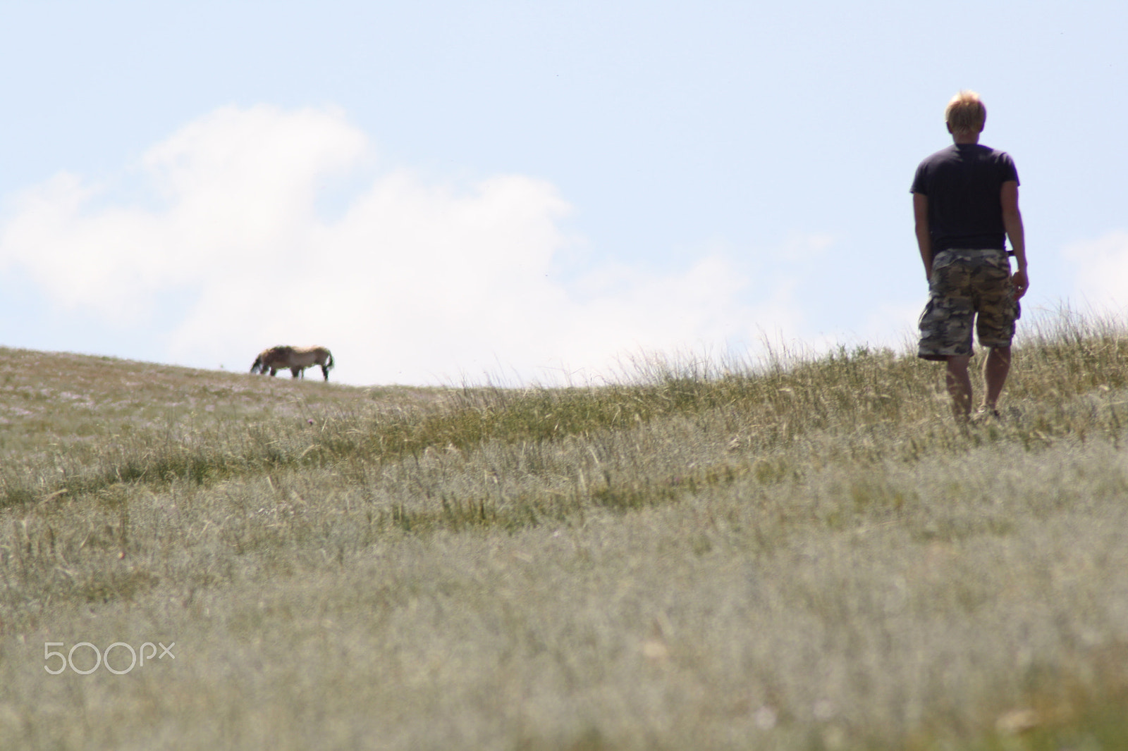Canon EOS 1000D (EOS Digital Rebel XS / EOS Kiss F) sample photo. Przewalski's horse photography