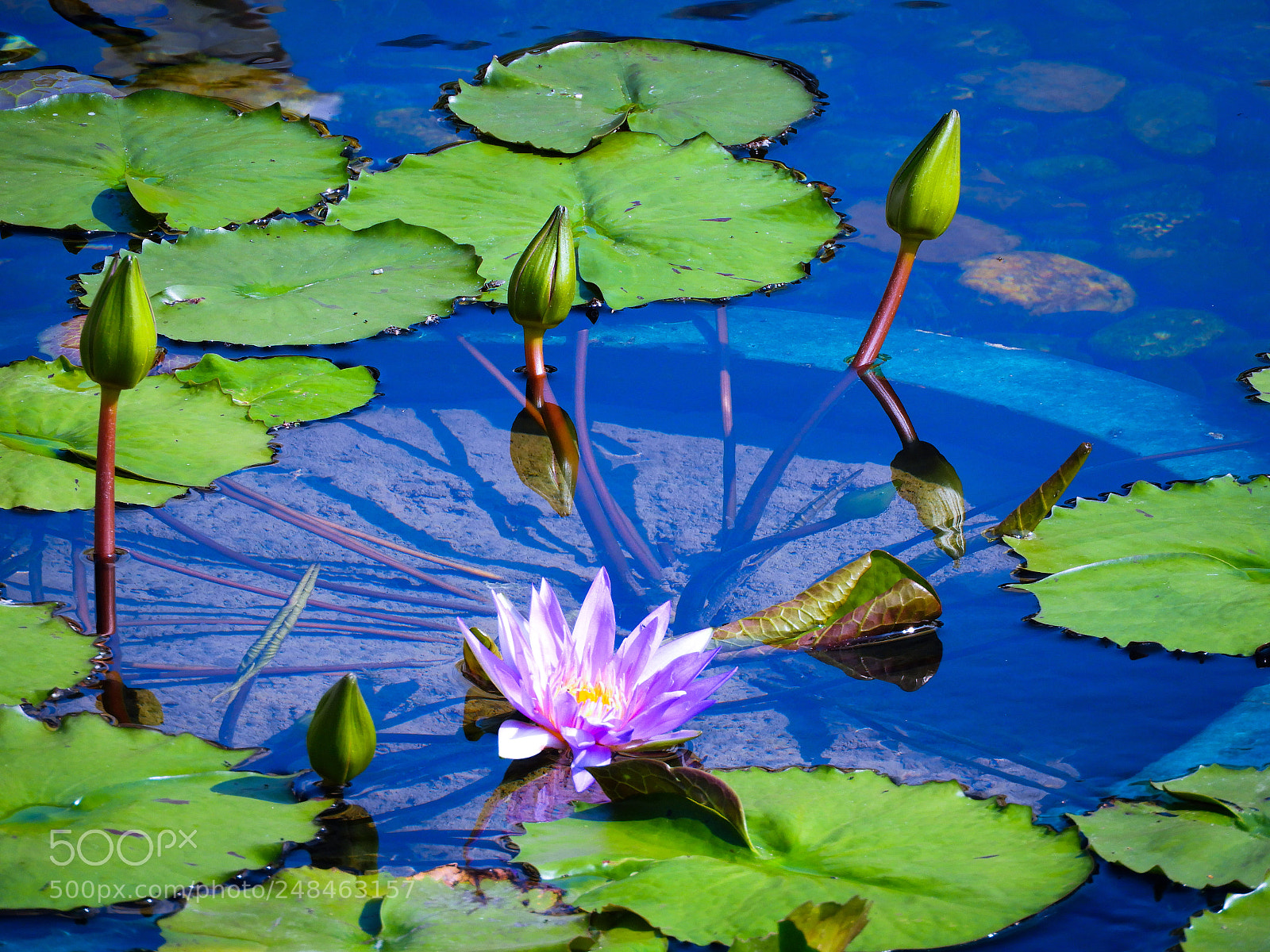 Nikon Coolpix B700 sample photo. Lotus pond photography