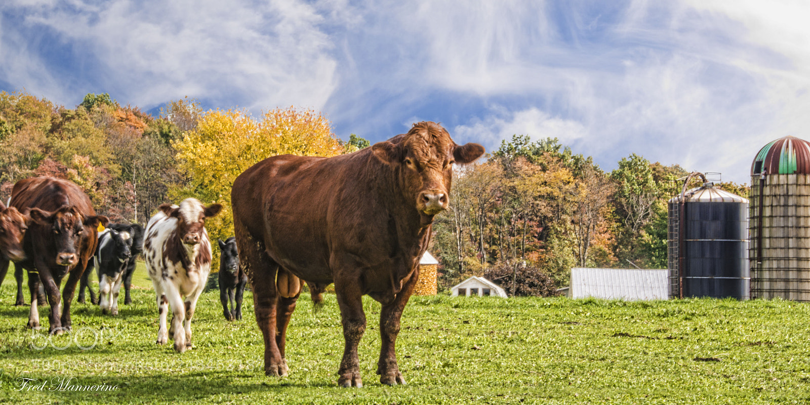 Nikon D7100 sample photo. Bull stare down xcopy photography