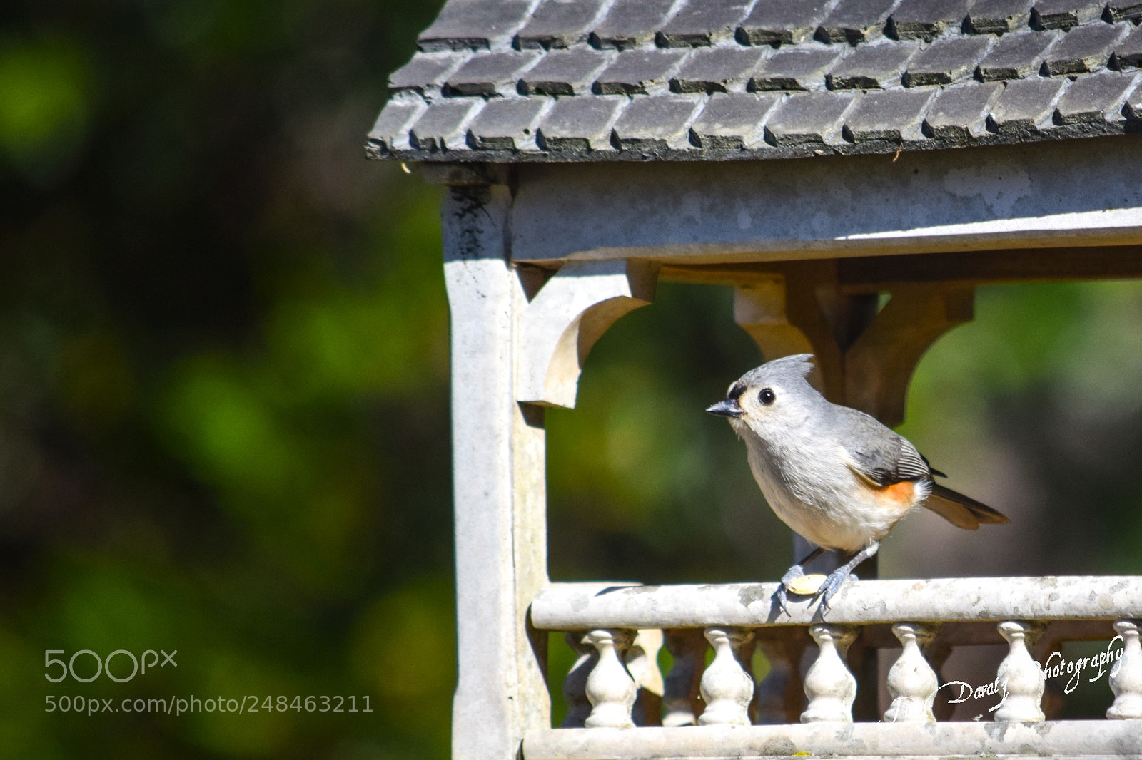 Nikon D5300 sample photo. Tufted titmouse photography