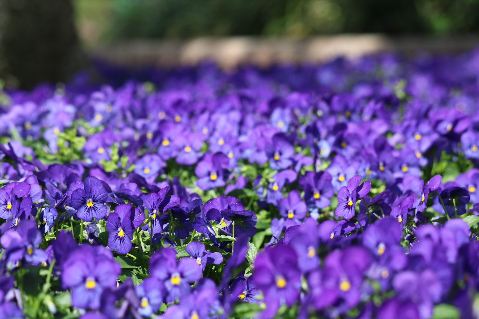 Canon EF-S 55-250mm F4-5.6 IS STM sample photo. Lavender !!! photography