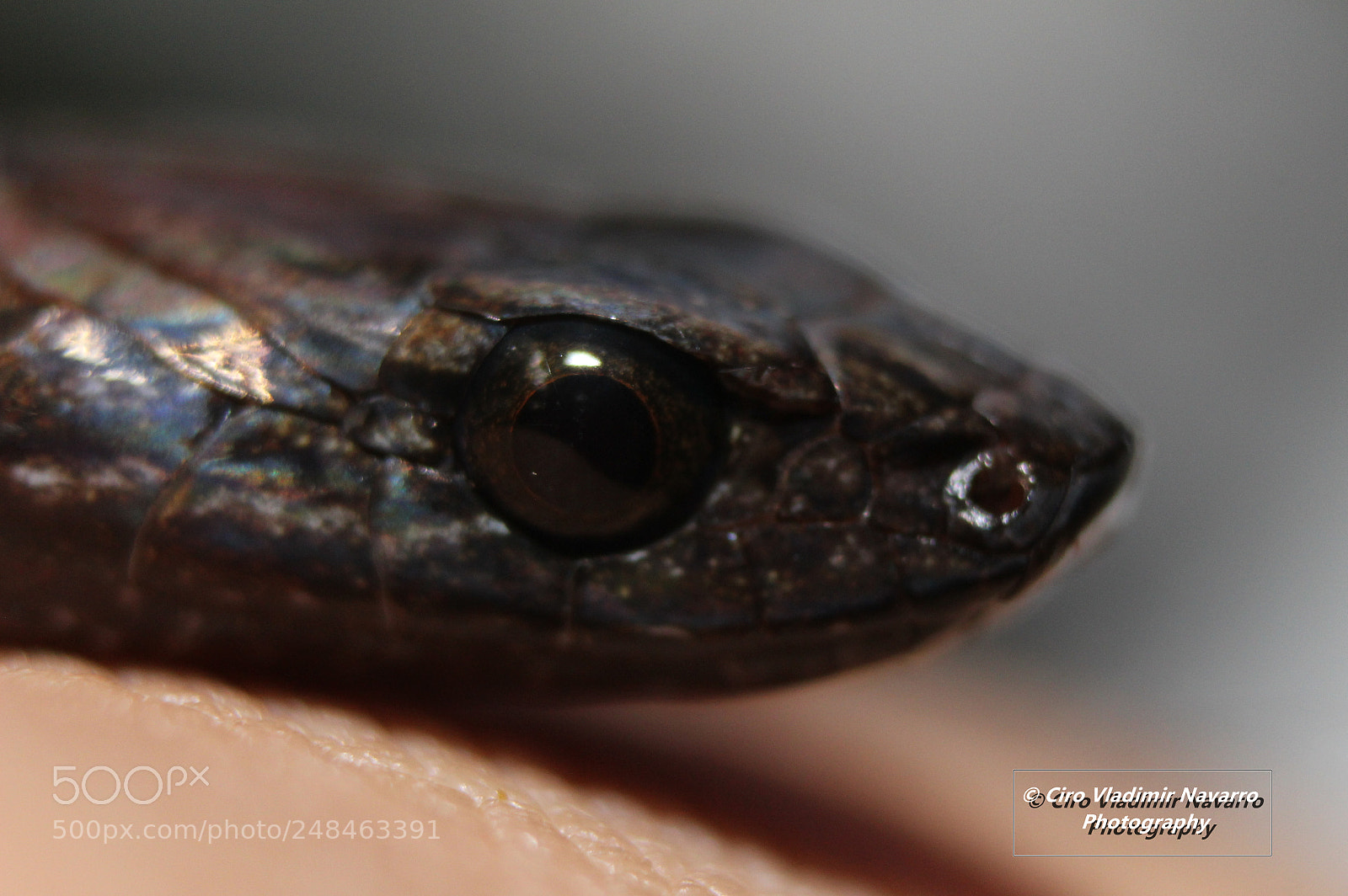 Canon EOS 1200D (EOS Rebel T5 / EOS Kiss X70 / EOS Hi) sample photo. Snake photography