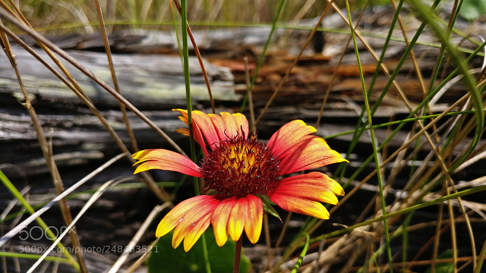 OnePlus A3000 sample photo. Gaillardia photography