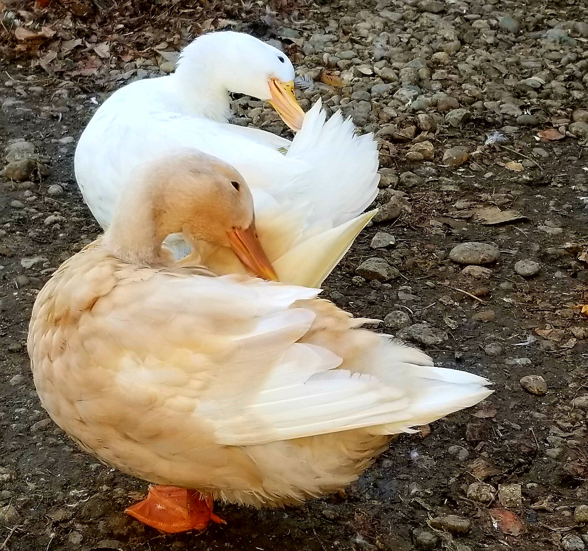 Samsung Galaxy S8 Active sample photo. Duck duo photography
