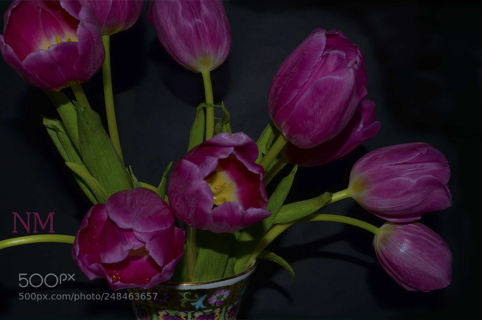 Nikon D5100 sample photo. Tulips and black background photography