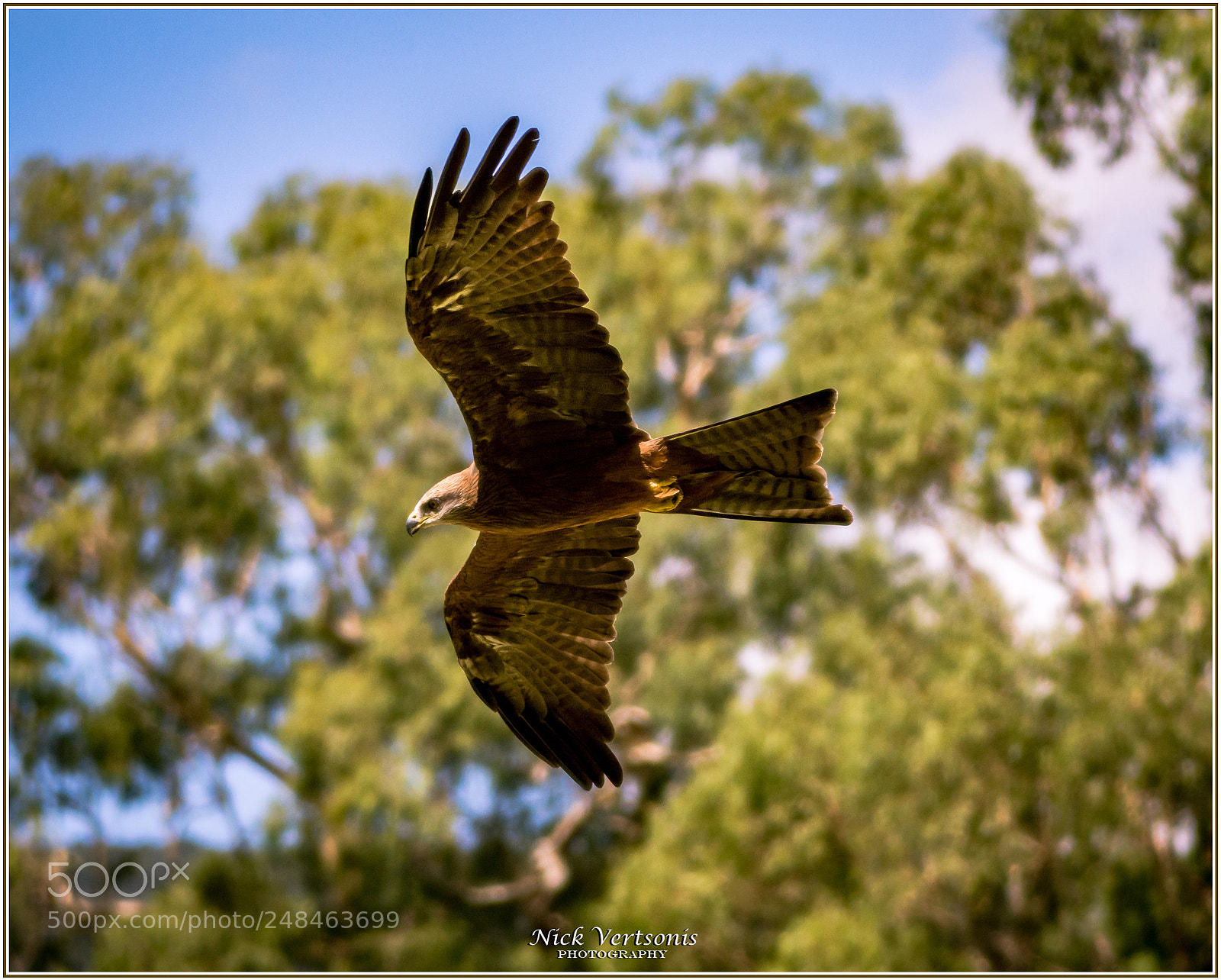 Nikon D7200 sample photo. Soaring... photography