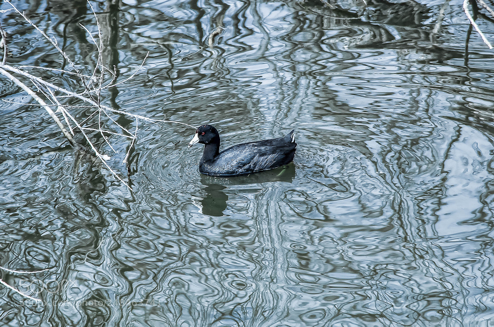 Pentax K-5 IIs sample photo. Topographical water and duck photography