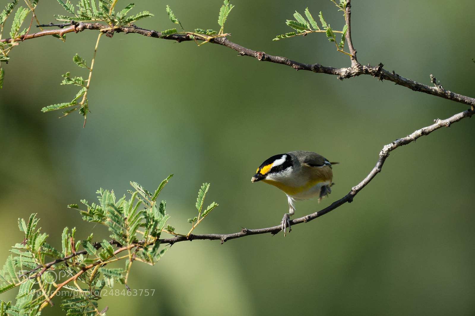 Nikon D5200 sample photo. Striated pardalote photography