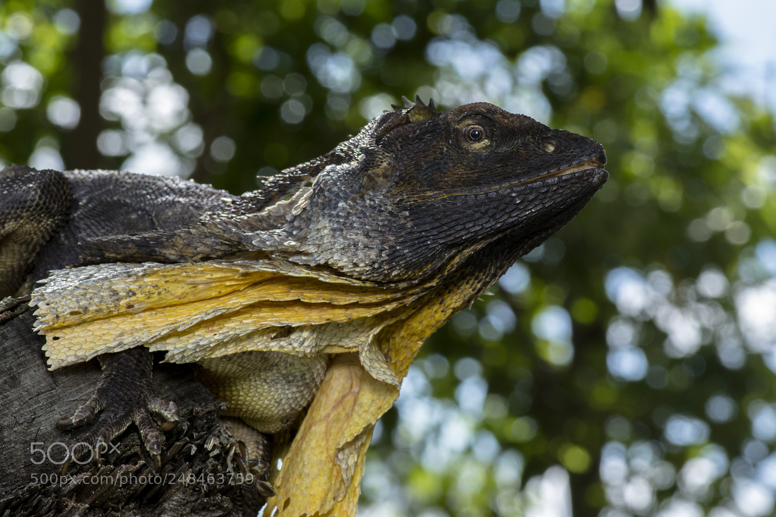Nikon D5200 sample photo. Frilled-neck lizard (chlamydosaurus kingii) photography