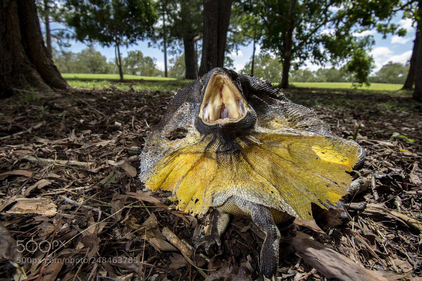 Nikon D5200 sample photo. Frilled-neck lizard (chlamydosaurus kingii) photography