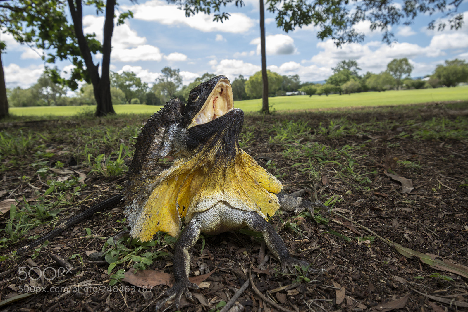 Nikon D5200 sample photo. Frilled-neck lizard (chlamydosaurus kingii) photography