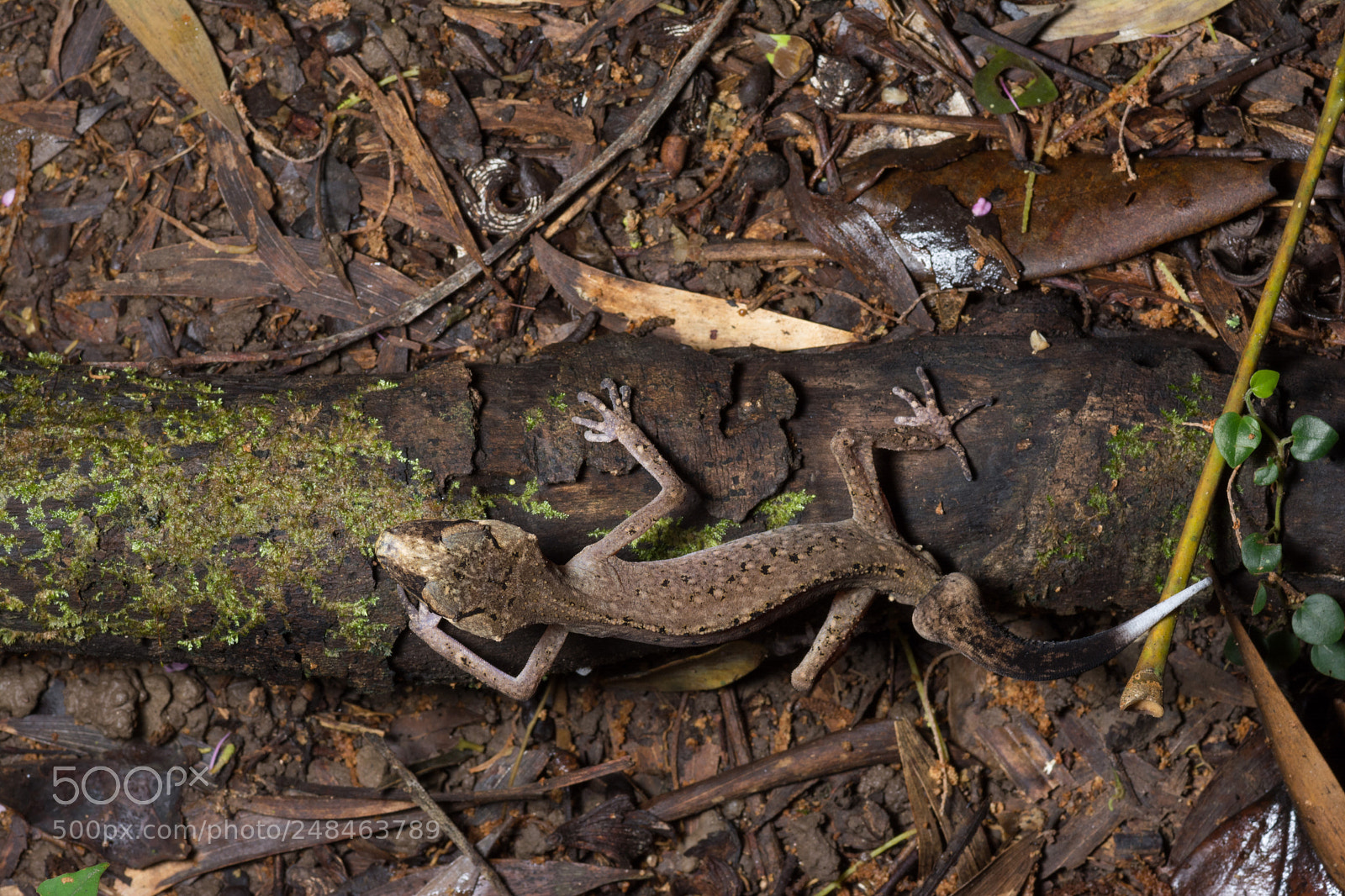 Nikon D5200 sample photo. Chameleon gecko (carphodactylus laevis) photography