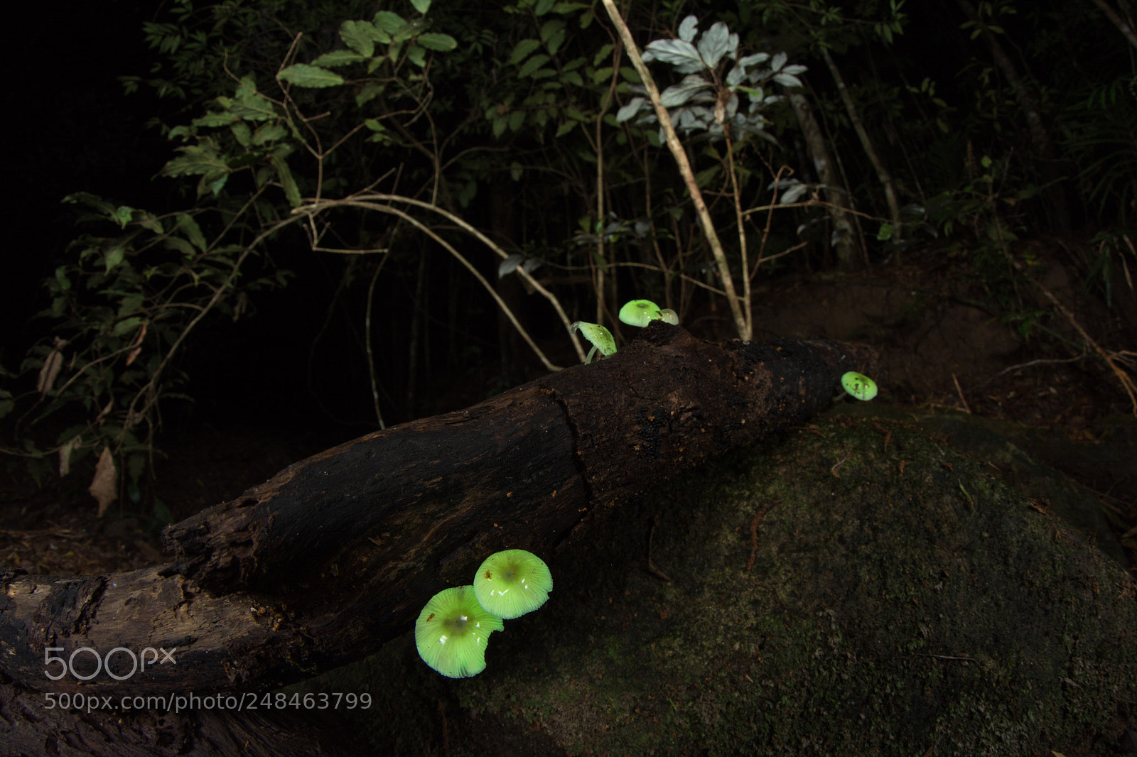 Nikon D5200 sample photo. Mycena chlorophanos photography