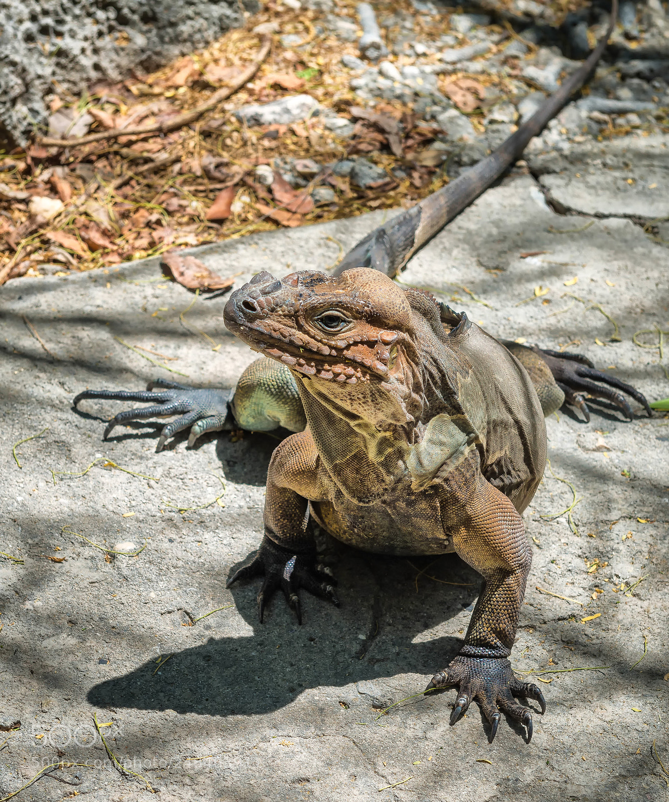 Nikon D800 sample photo. Iguana cornuda photography