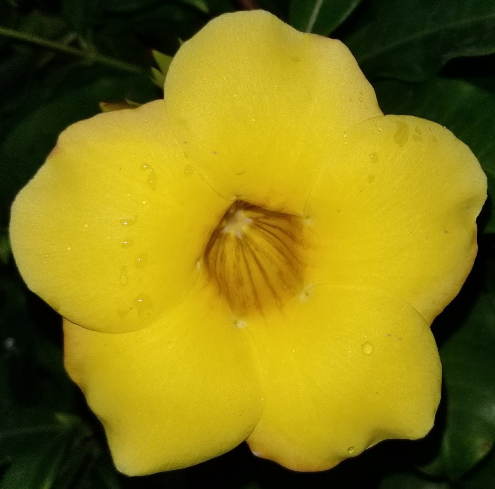 Samsung Galaxy S8 Active sample photo. Allamanda cathartica photography