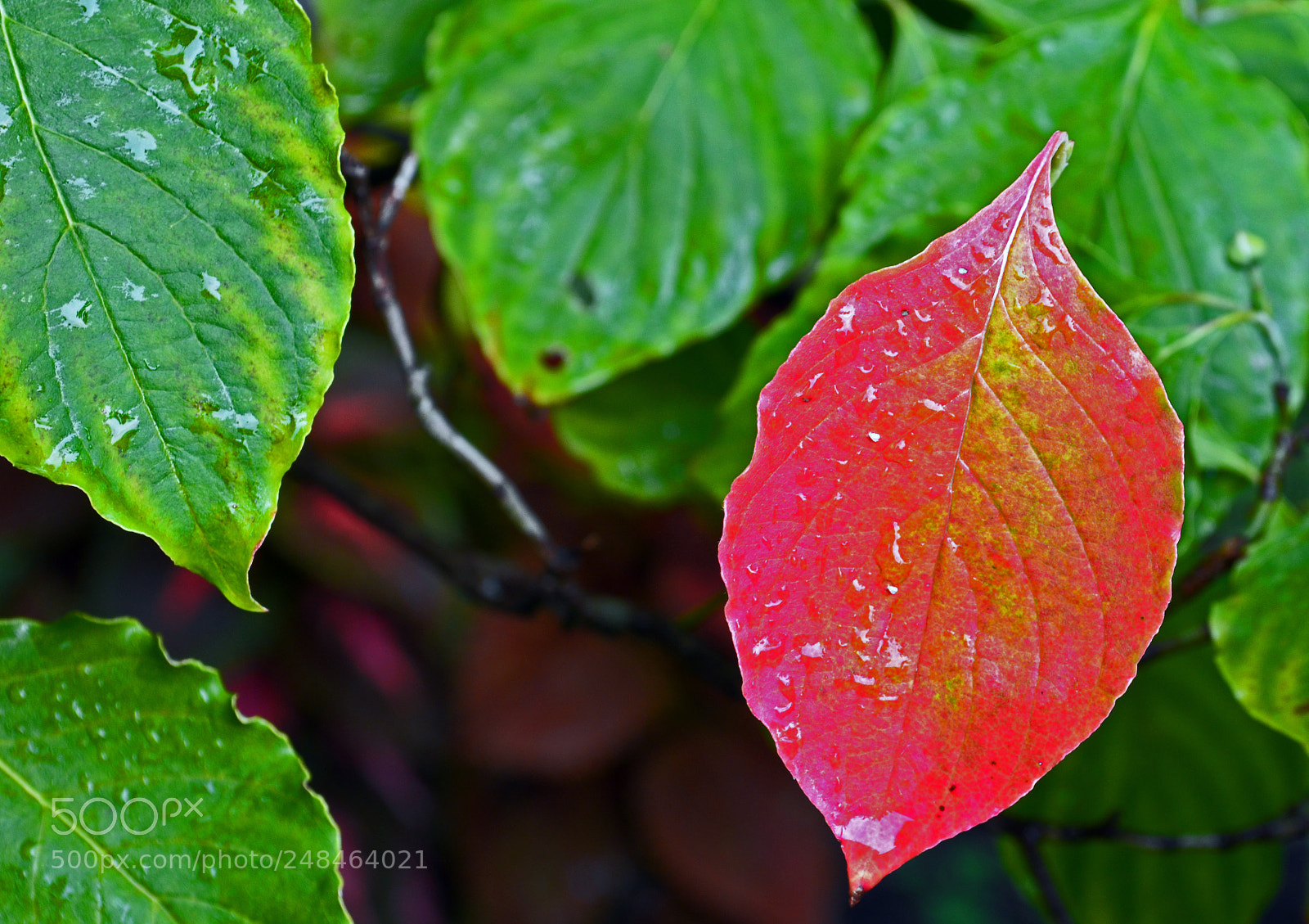 Nikon D5100 sample photo. Autumn begins photography