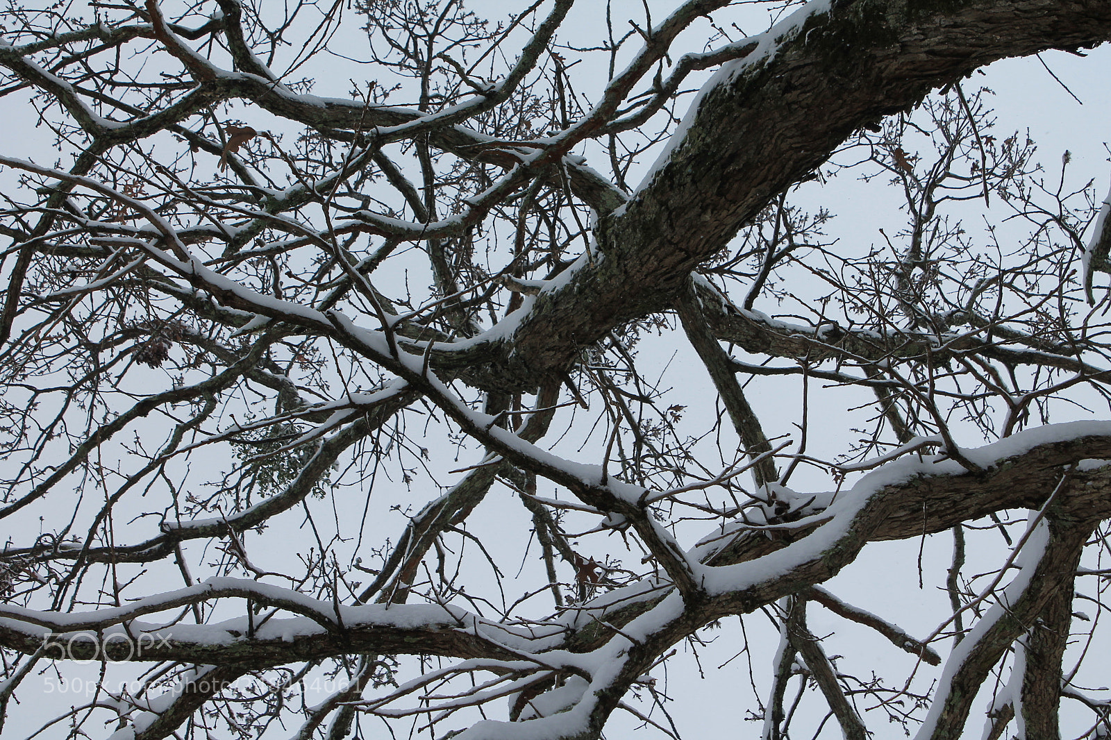 Canon EOS 1100D (EOS Rebel T3 / EOS Kiss X50) sample photo. Snow on the bough photography