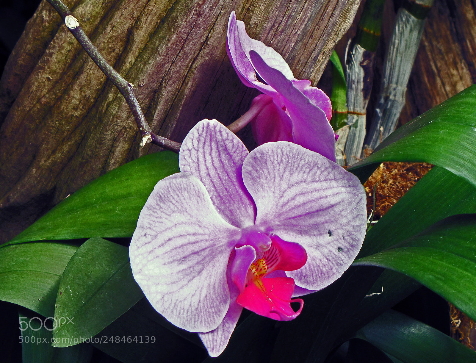 Canon PowerShot SX20 IS sample photo. Orchid and wood photography
