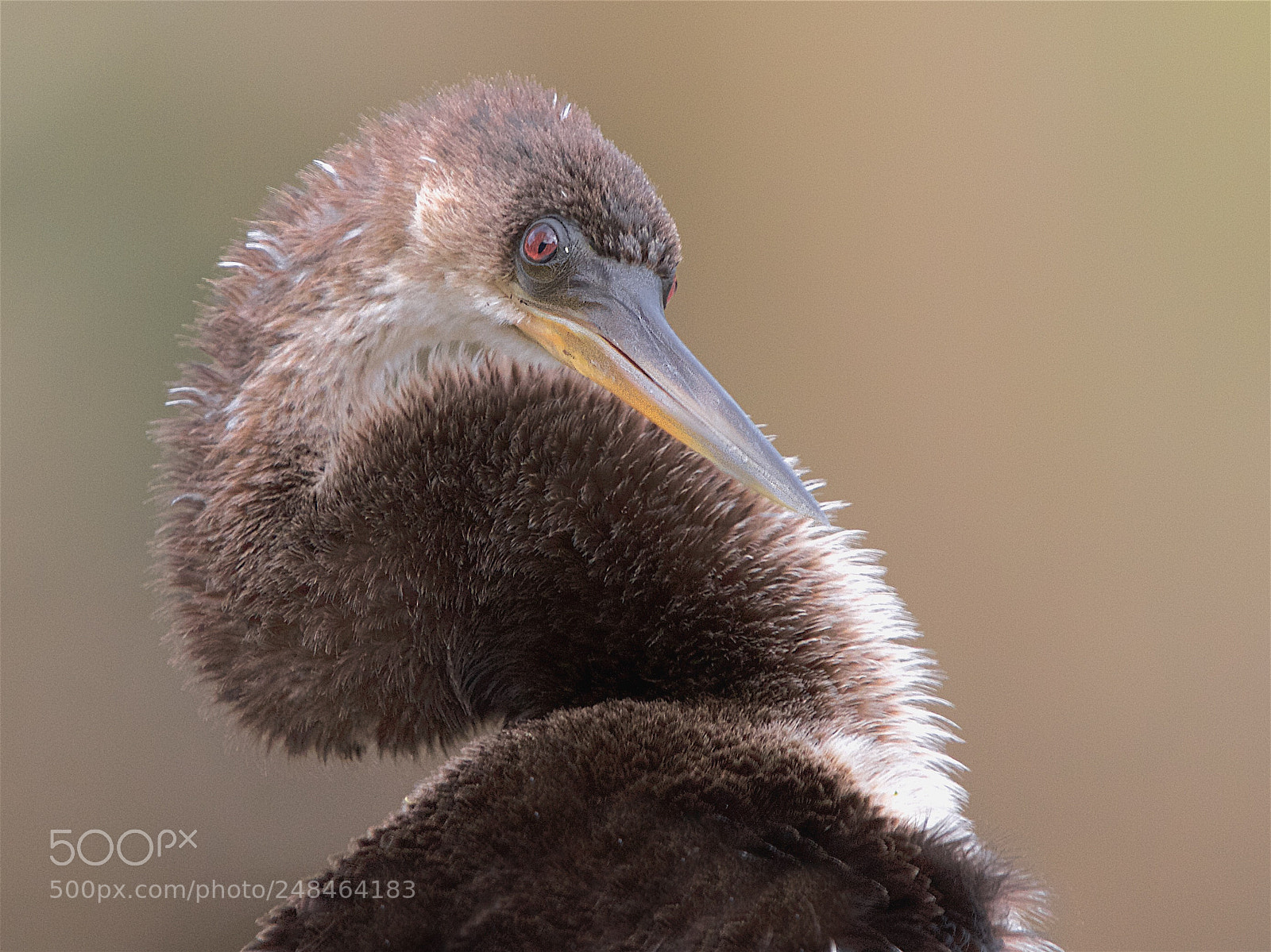 Canon EOS 7D sample photo. Female juvenile anhinga photography