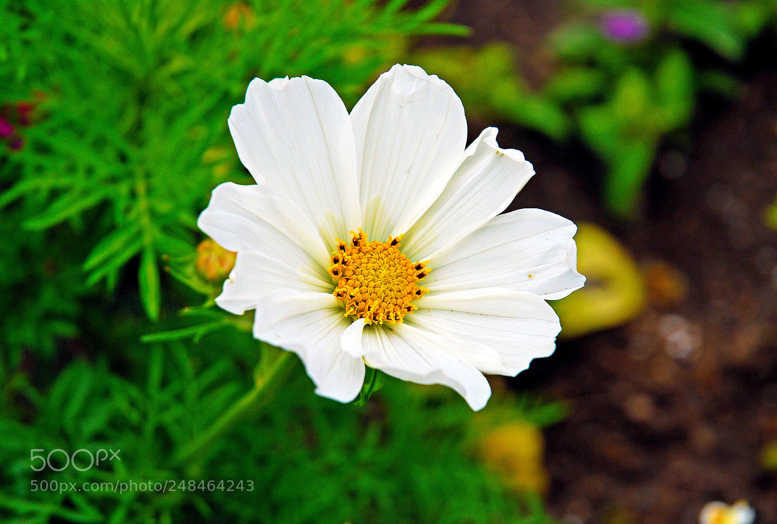 Nikon D200 sample photo. White daisy photography