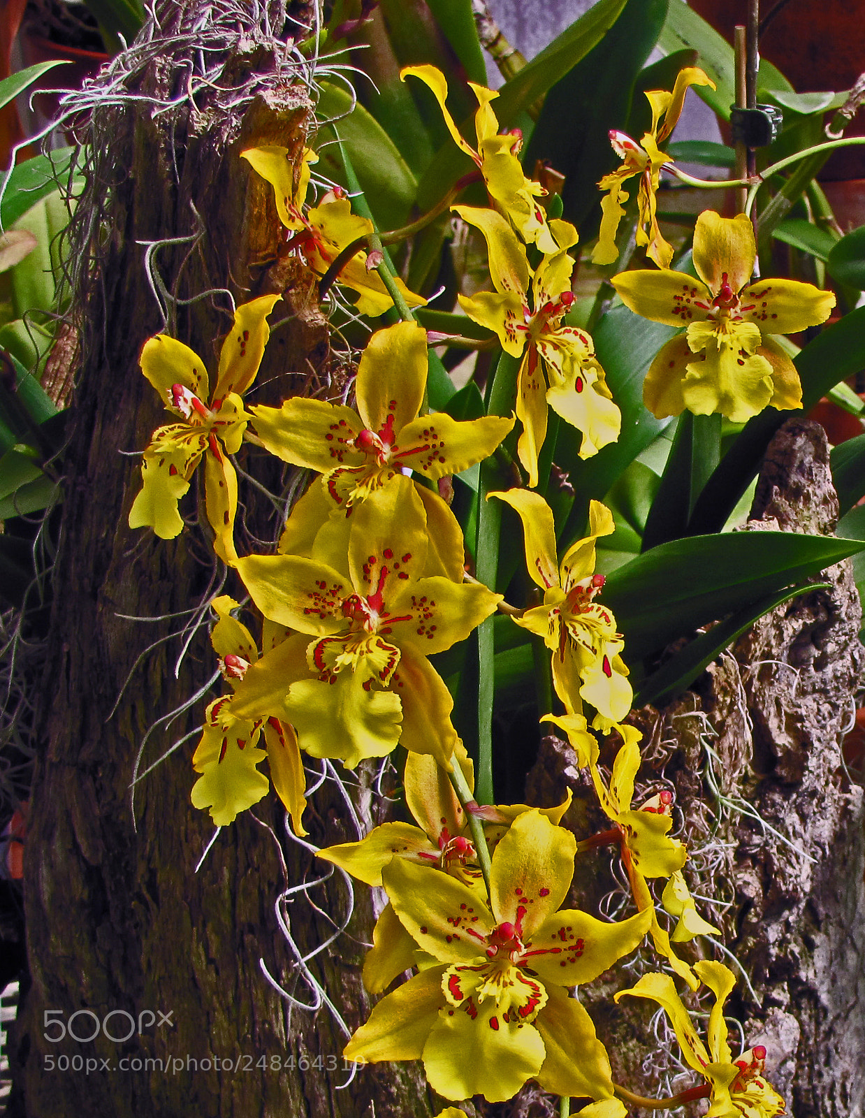 Canon PowerShot SX20 IS sample photo. Yelow orchids photography
