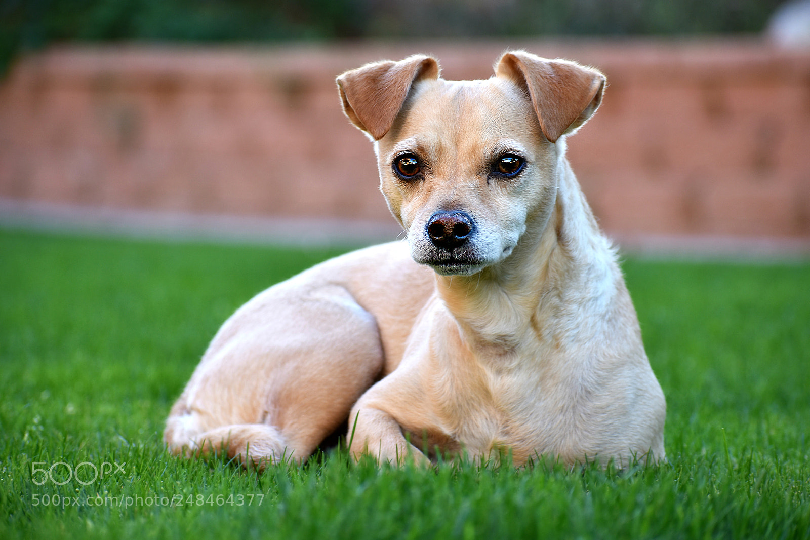 Nikon D3400 sample photo. Why so serious photography