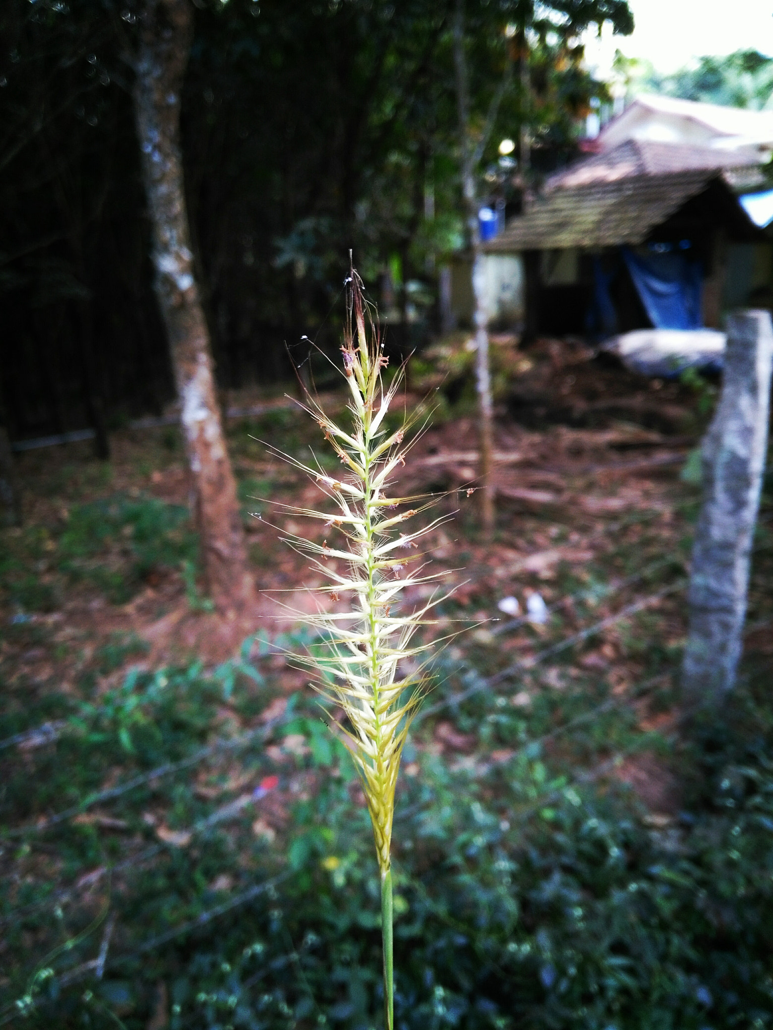 HUAWEI Honor 5X sample photo. Img_20171225_160556.jpg photography