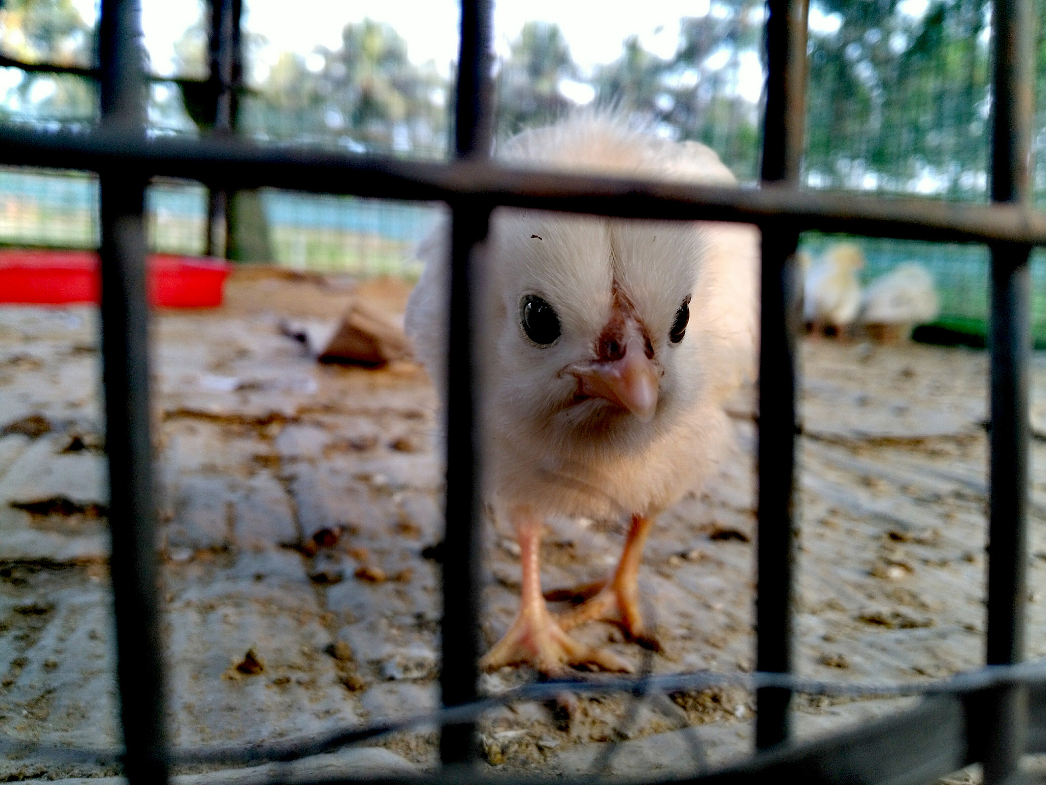 HUAWEI Honor 5X sample photo. Img_20171225_220822.jpg photography