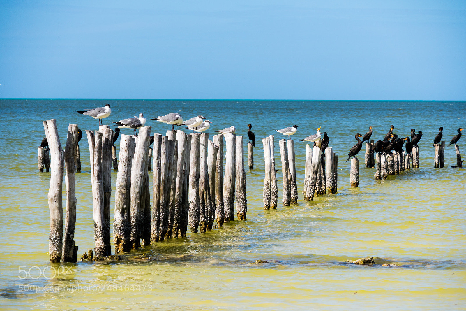 Canon EOS M3 sample photo. Birds photography