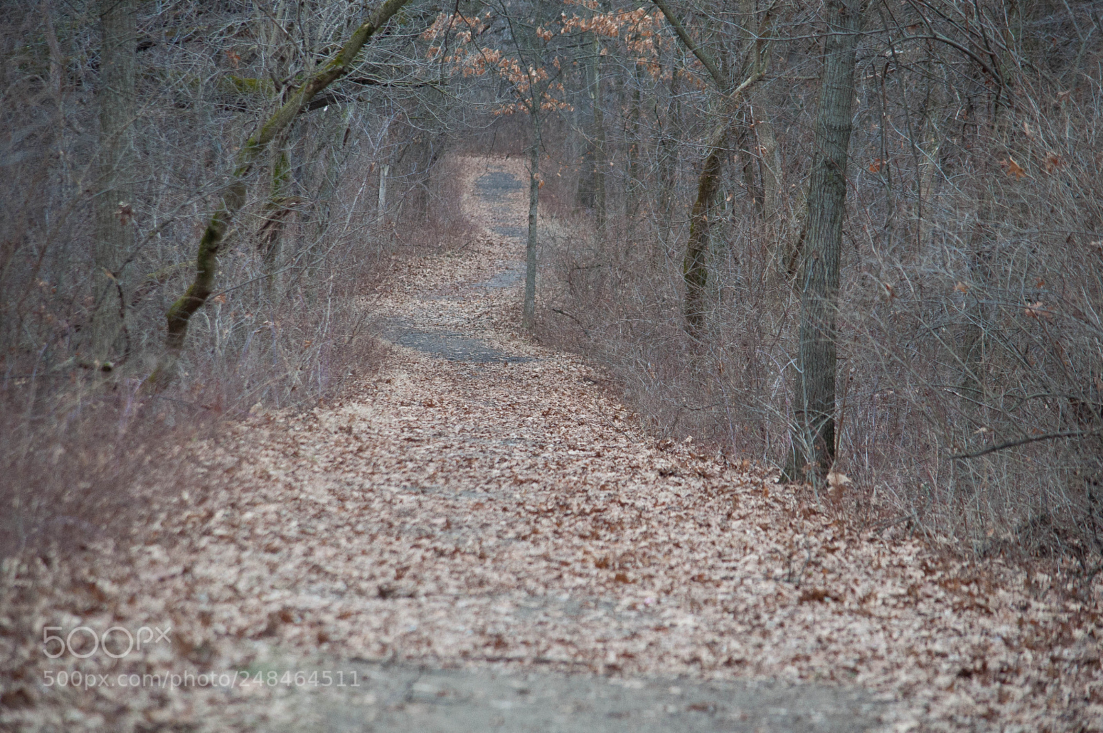 Nikon D90 sample photo. Rising road photography