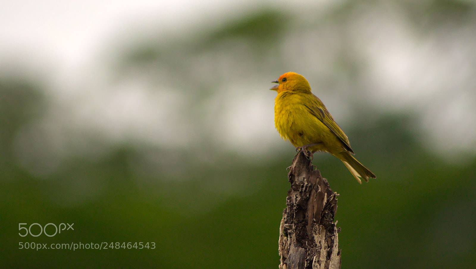 Nikon D90 sample photo. Sicalis flaveola in the photography