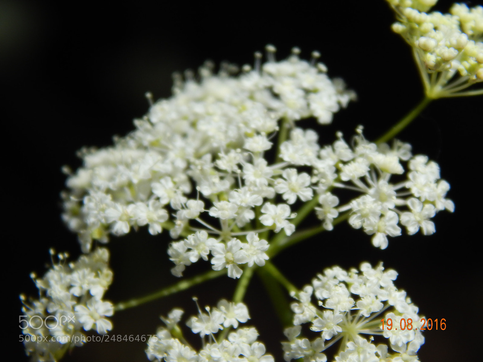 Nikon Coolpix L820 sample photo. Untitled photography