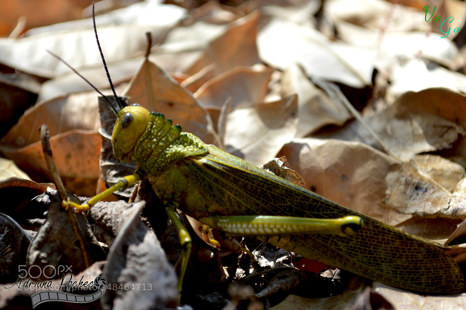 Nikon D3200 sample photo. S photography
