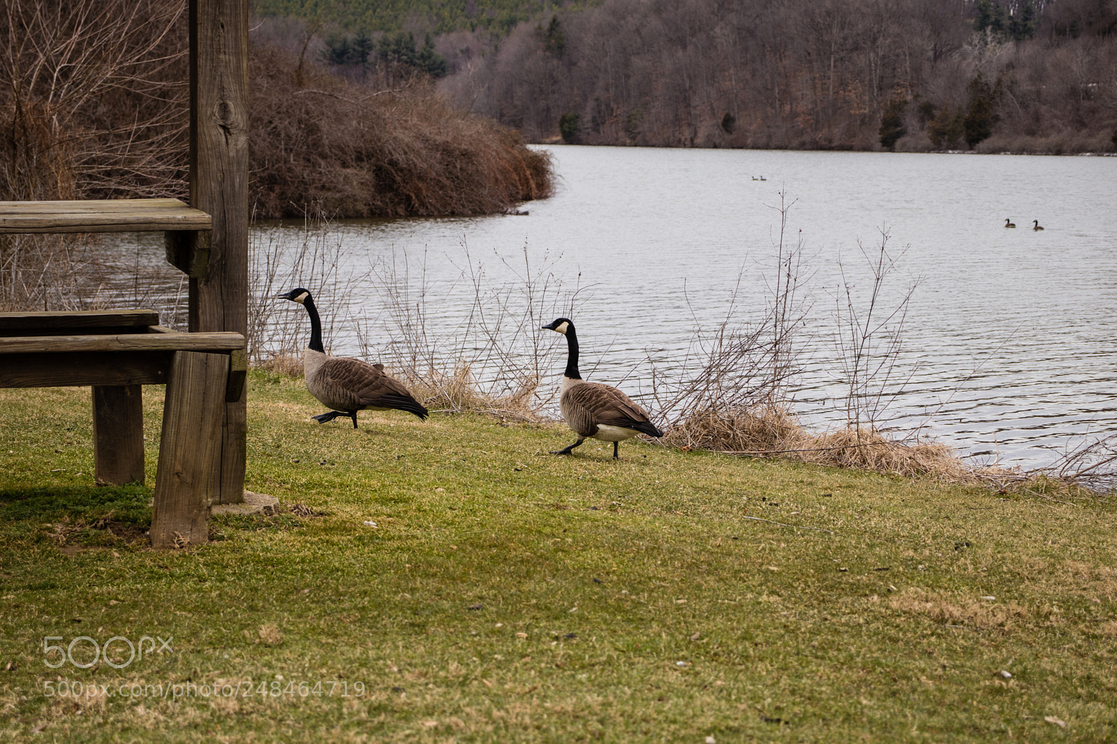 Canon EOS 77D (EOS 9000D / EOS 770D) sample photo. Geese at lake redman photography