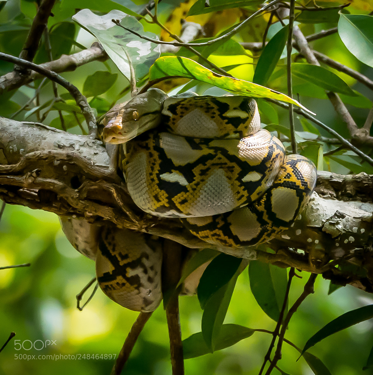 Nikon D5300 sample photo. Baby phyton photography
