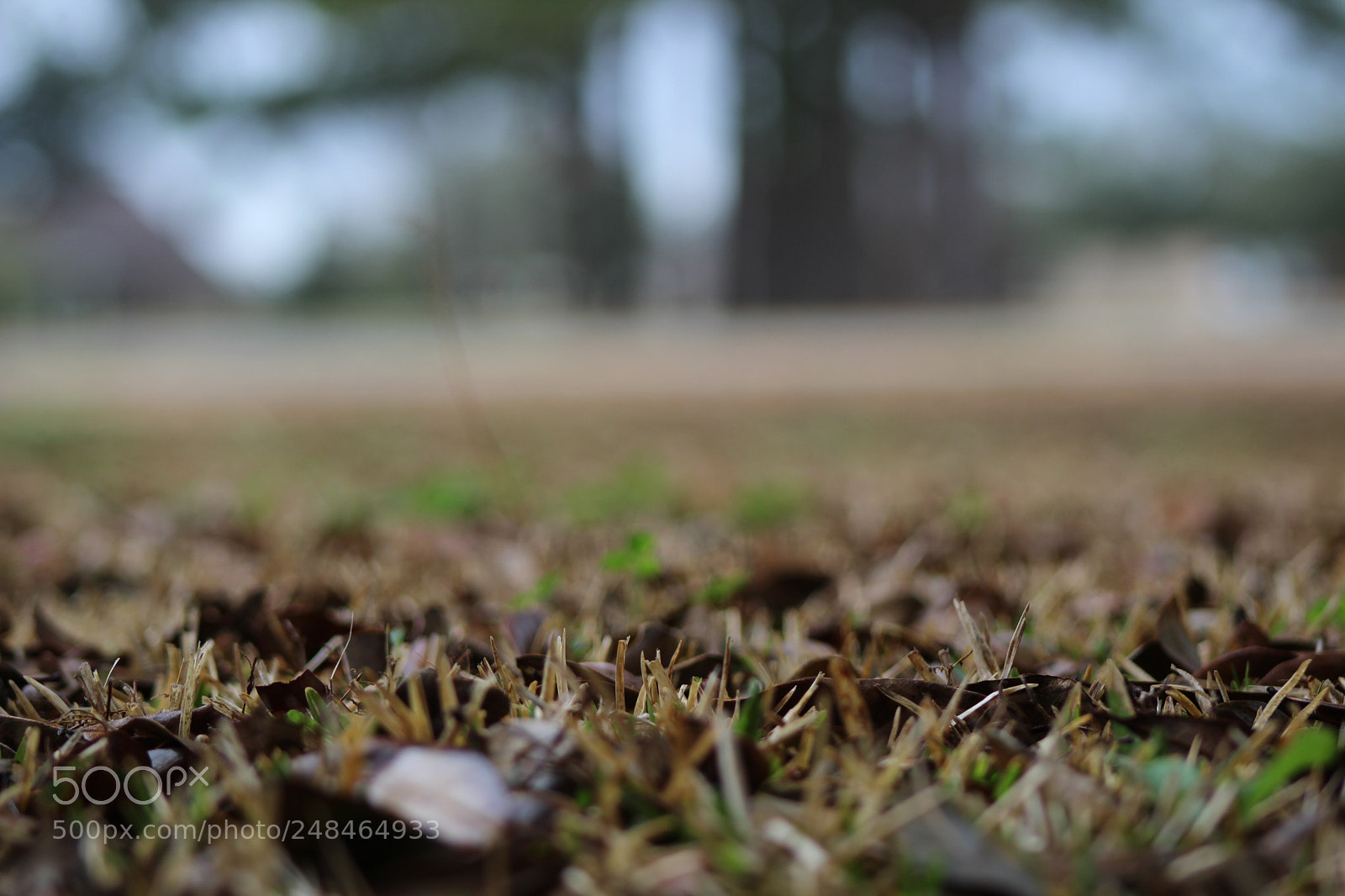 Canon EF 75-300mm f/4-5.6 sample photo. Img photography