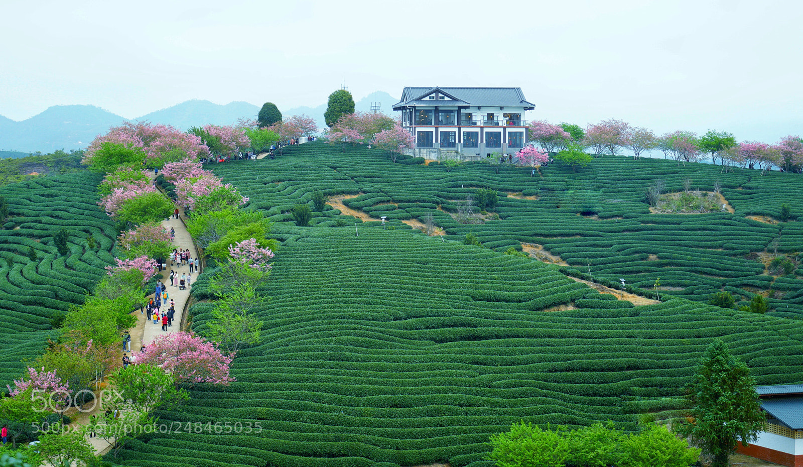 Sony a7R II sample photo. Spring photography