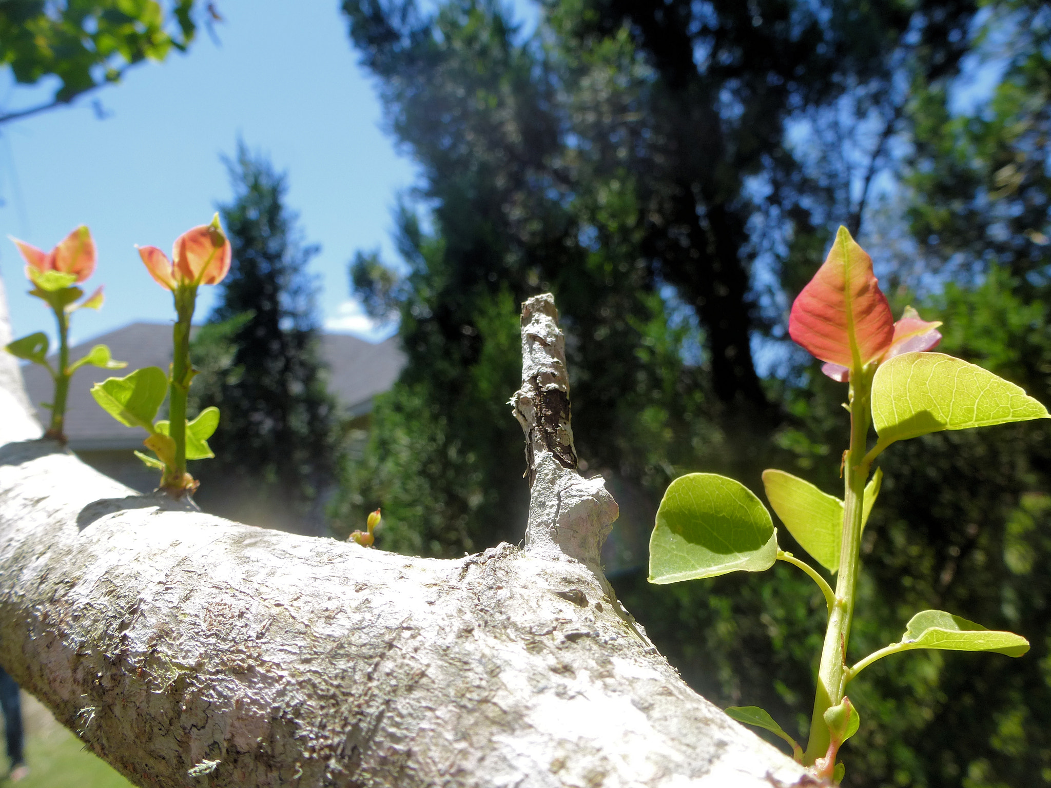 Panasonic DMC-ZS15 sample photo. Spring tree photography