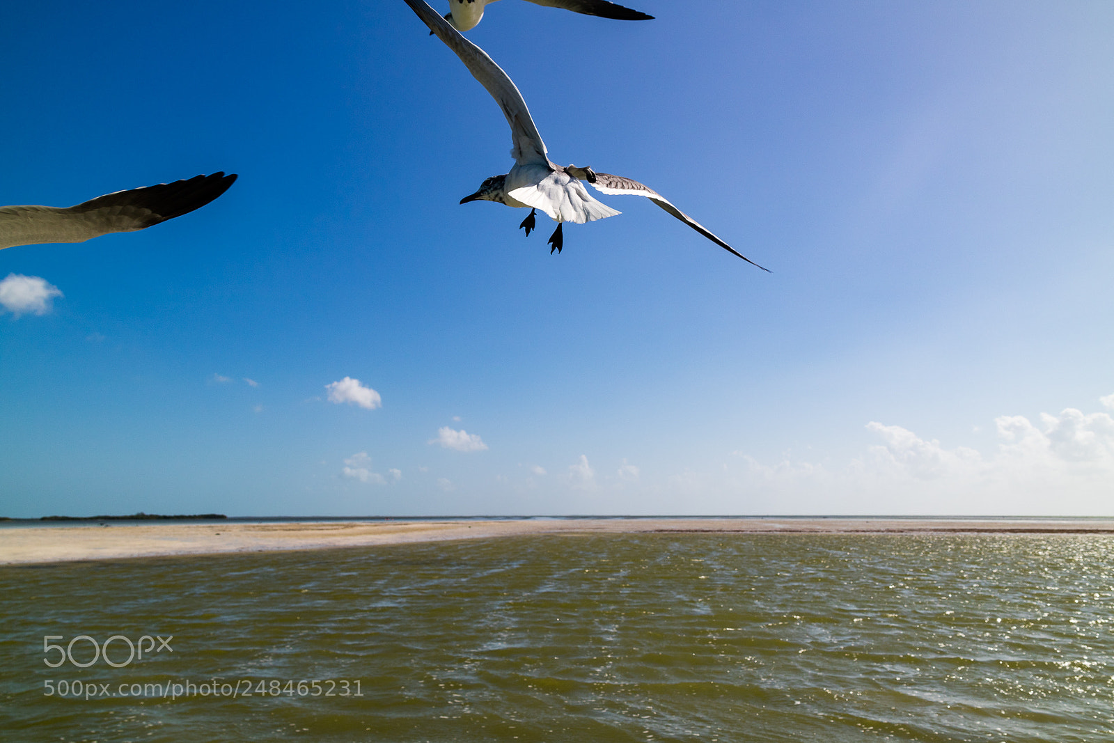 Canon EOS M3 sample photo. Birds photography