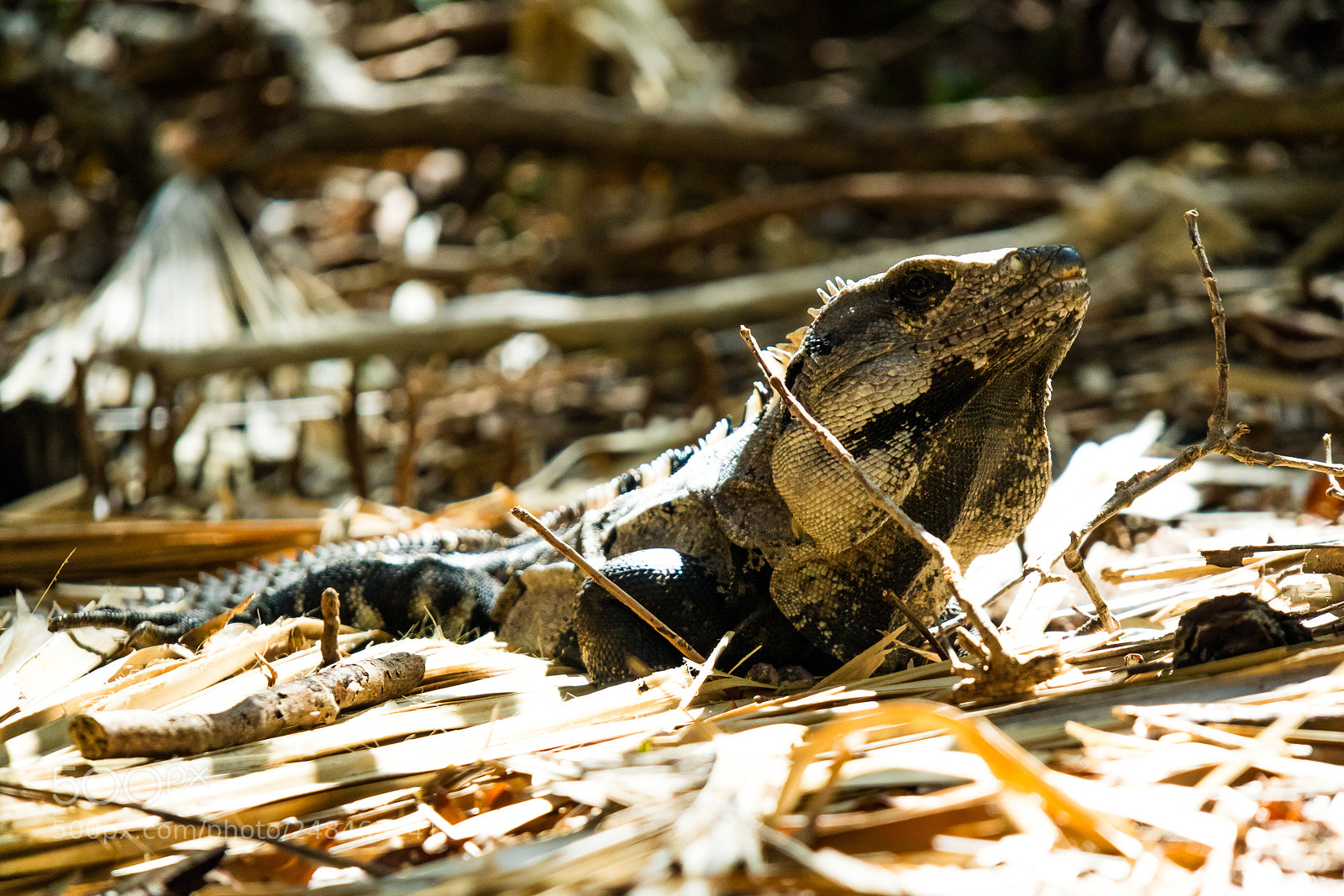 Canon EOS M3 sample photo. Lizard photography