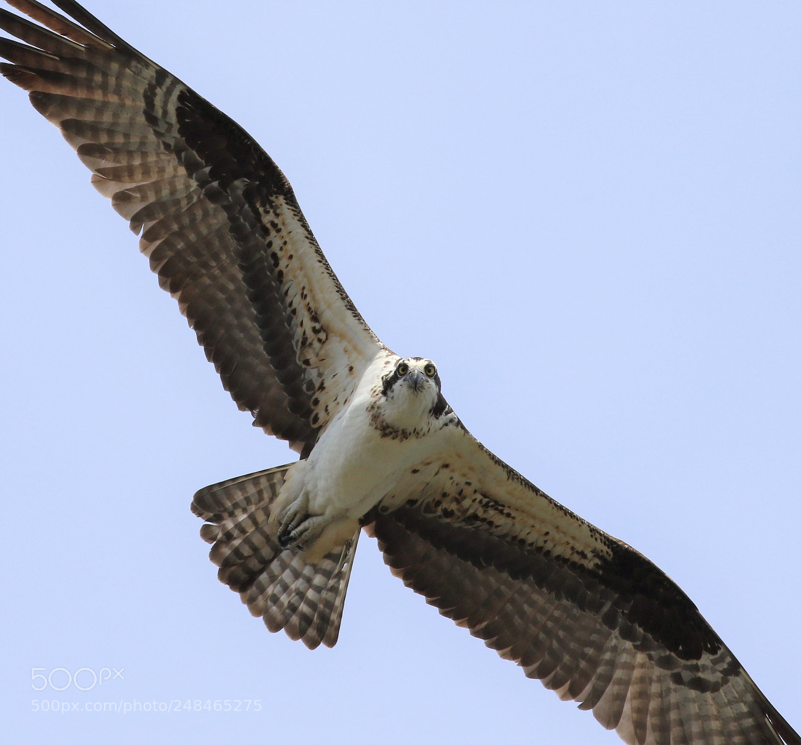 Canon EOS 7D Mark II sample photo. I spy photography